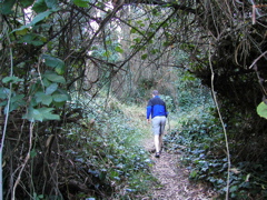 Sutro Woods